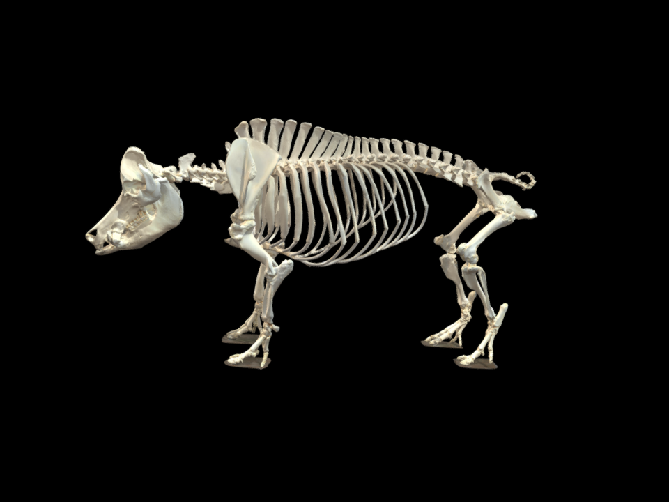 Pig Skeleton model by vetanatMunich