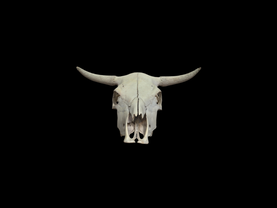 Skull of Ox
