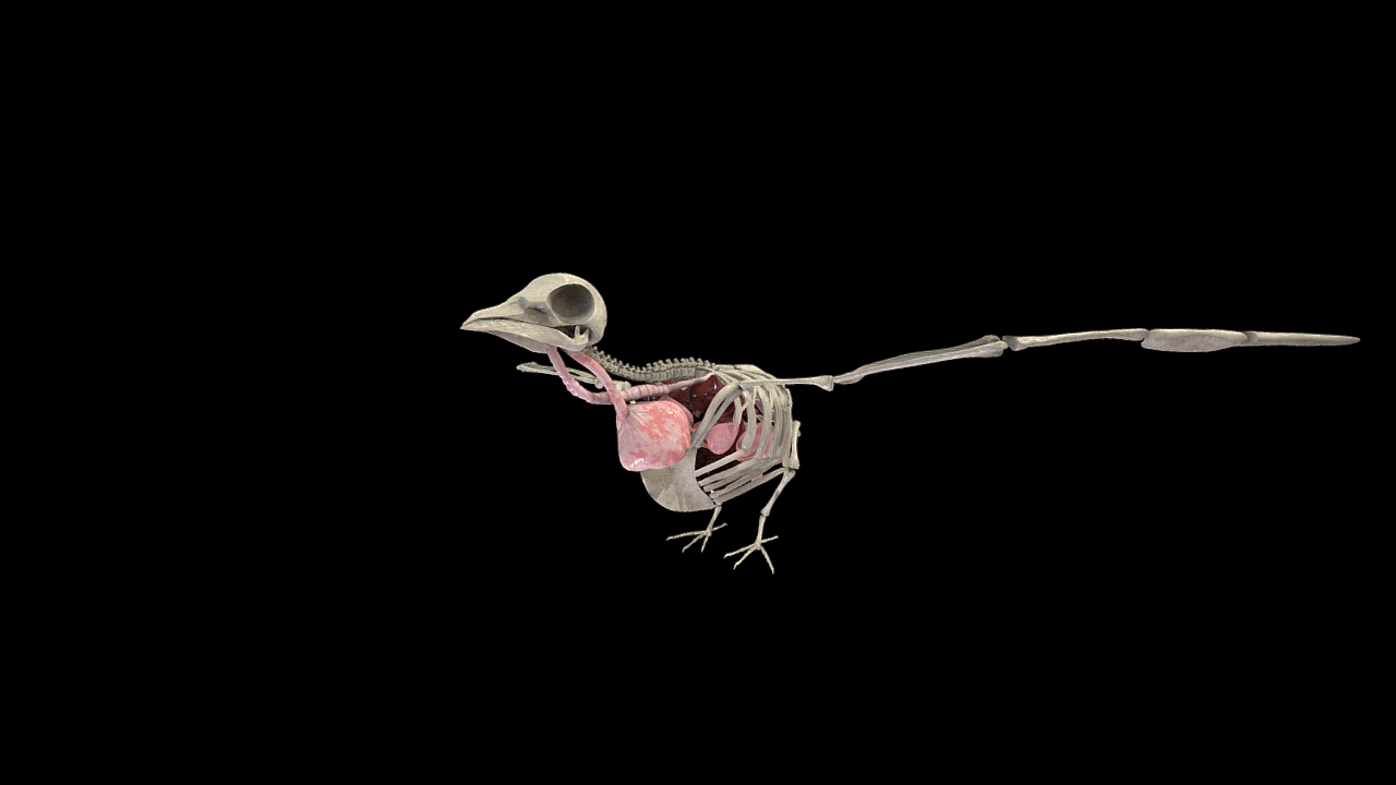 Pigeon Anatomy model by Ebers