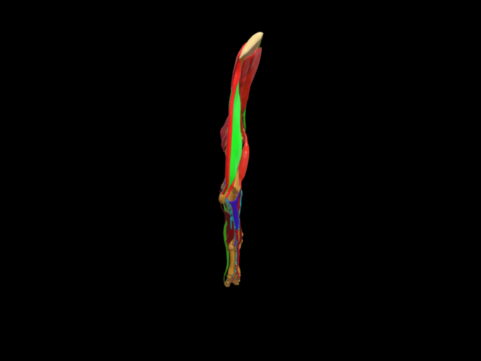 Left Forelimb Muscles of Ox