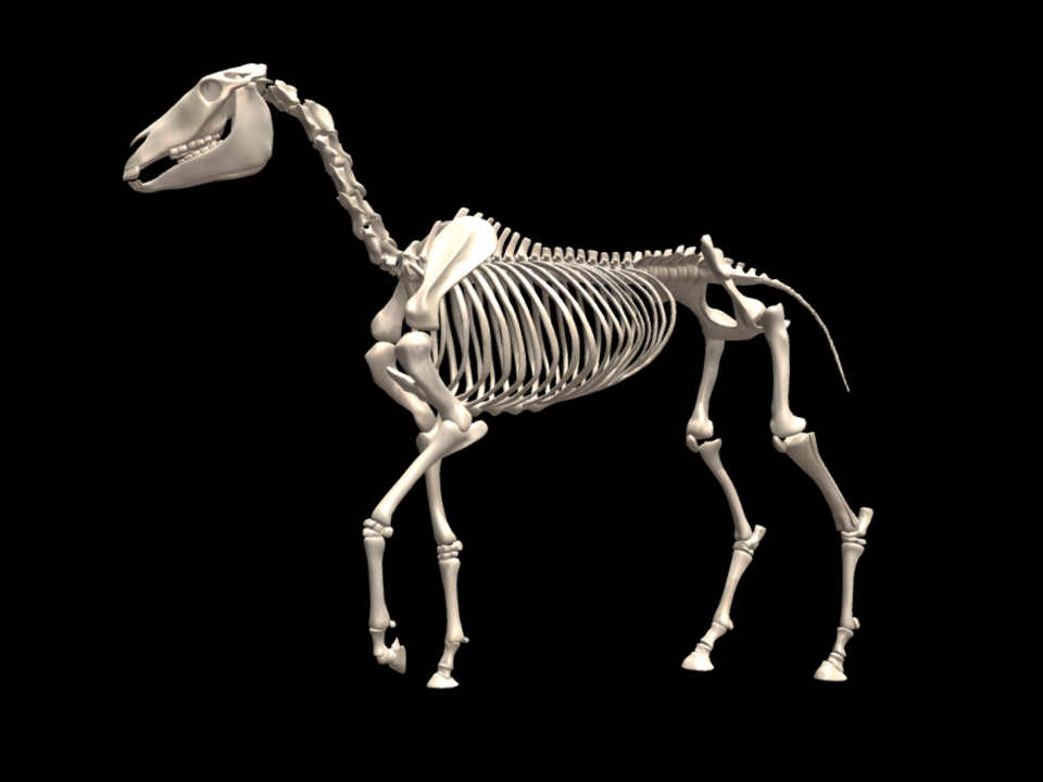 Horse Skeleton model by karab44