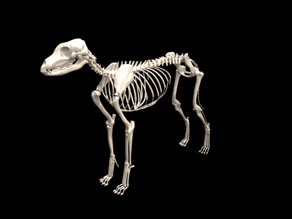 Dog Skeleton model by karab44