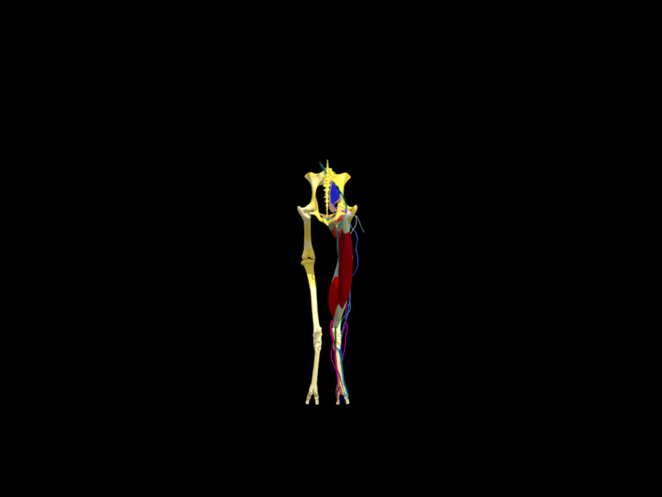 Sciatic Nerve in Ox